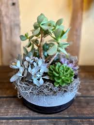 Succulent Glass Bowl Arrangement Buy