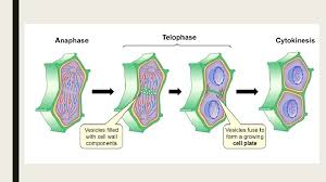 Cytokinesis occurs in mitosis and meiosis for both plant and animal cells. 1 6 Cell Division Cell Division Is Essential