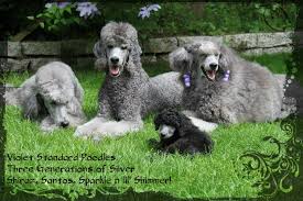 violet standard poodles happiness is