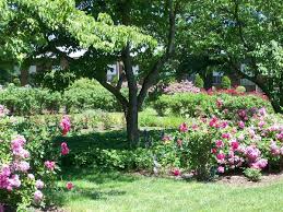 Includes rose beds, individual roses, formal gardens and wildflower areas. File Pardee Rose Garden Jpg Wikipedia