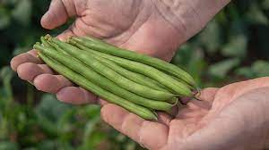 the best green bean varieties you ll