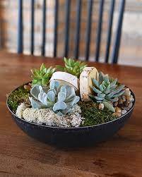 Succulent Bowl In Oshkosh Wi House Of