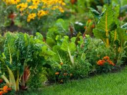 How To Mix Edible Plants In The Garden