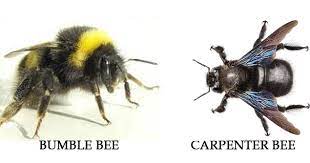 18 ways to get rid of carpenter bees