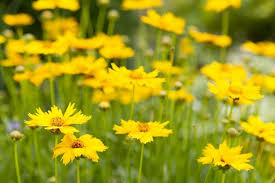 This flower will bloom in mid to late spring. Coreopsis Tickseed