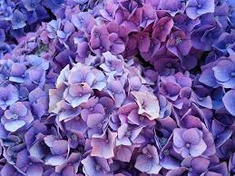 14 Great Landscape Plants With Purple Flowers