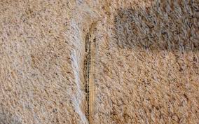 berber carpet repair avondale phoenix