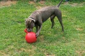 the 20 best durable toys for pit bulls