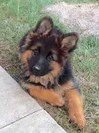 Contact us to be a part of valiant shepherds! Long Haired German Shepherds For Sale Illinois Regis Regal