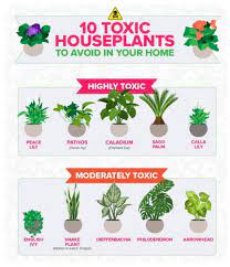 18 Plants That Are Safe For Your Cats