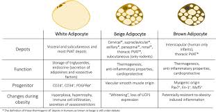 obesity adipose tissue and vascular