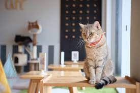 12 best cat cafes in the us for kitty