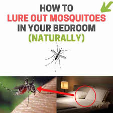 how to lure a mosquito out of hiding in