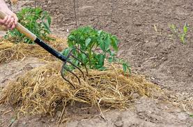 straw mulch for gardening how to use