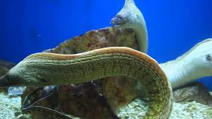 spotted garden eel fish facts