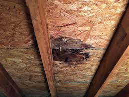 diy attic mold removal