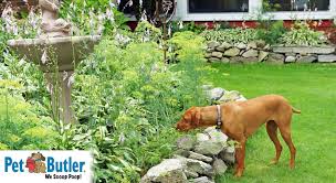 dog vs yard digging holes plant