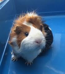 pin on guinea pigs