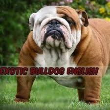 Browse lancaster puppies for english bulldog breeders. Exotic Bulldog English Home Facebook