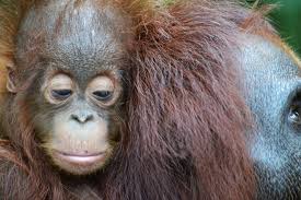 The word of orang utan from malay, that means man of the jungle. 11 Awesome Native Animals You Can See In Indonesia