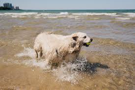 why swimming makes your dog smell musty