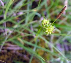 British Wild Plant: Carex lepidocarpa Long-stalked Yellow-sedge