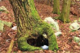 Resultado de imagen para chestnut oaks hole in roots