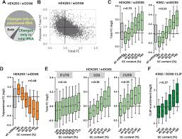 Gc Content Shapes Mrna Decay And Storage In Human Cells