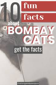 General types of such felines with photos, description and pecularities. The Simple Guide To Bombay Cats Live Long And Pawspurr