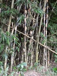 Cara membuat jemuran dari pipa pralon pvc mudah murah duration. Bambu Tali Wikipedia Bahasa Indonesia Ensiklopedia Bebas
