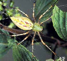 green lynx spider peucetia viridans