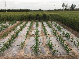 corn with straw mulch builds yield