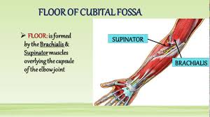 anastomosis around elbow joint