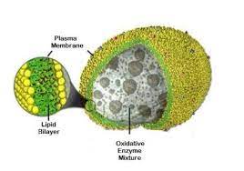 Peroxisomal enzymes mediate redox reactions and generate hydrogen peroxide. Peroxisomes Oxidation Centre Talk2bio Cell Biology Animal Cell Structure Plant And Animal Cells