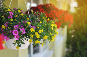 Tree with yellow hanging flowers uk. 27 Best Plants To Use In Hanging Baskets Horticulture Co Uk