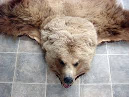 real grizzly bear rug taxidermy hide