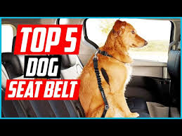 Top 5 Best Dog Seat Belt Of 2023