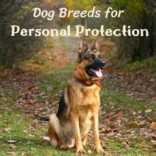 5 best personal protection dog breeds
