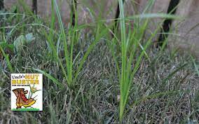 How To Get Rid Of Nutgrass Or Nutsedge