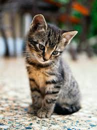 Home pet cute kitten close up photo. Cute Photos Of Cats And Kittens Popsugar Family