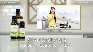 plant therapy ylang ylang essential oil