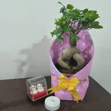 bonsai plant for gift set of 100
