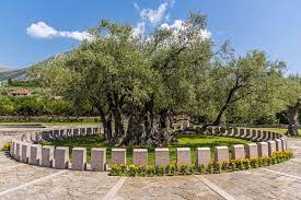 monte s ancient olive trees ags