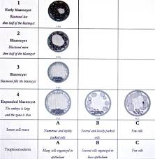 Understanding The Blastocyst Grading Scale
