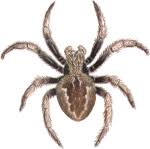 Spider Identification Chart Venomous Or Dangerous