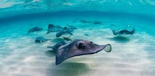 Image result for Sting ray