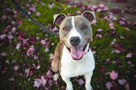 Originating in england, the staffordshire bull terrier was bred for bull, bear, and lion baiting. Travelling With A Dog Breed Classified As Dangerous Travelnuity
