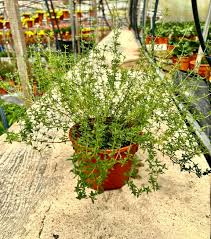 garden thyme plant thymus vulgaris 百