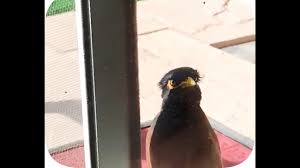 Mynah bird making different sounds 🐦😍 - YouTube