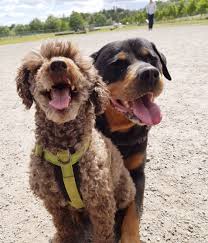 rottweiler poodle crossbreed a love